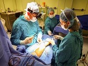 Травматологи Кубани спасли жизнь и полностью восстановили руку женщине после укуса собаки